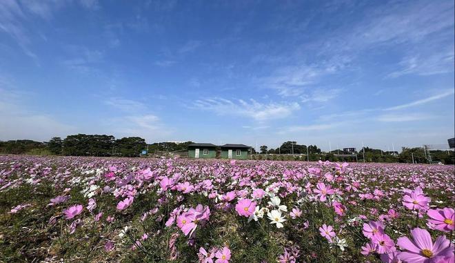 广东省东莞市花店，绽放的美丽与生活的诗意