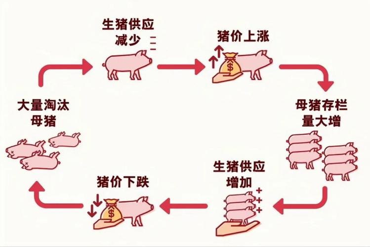 猪养几个月出栏，探讨肉猪生长周期与出栏时间