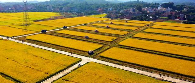 广东省配种繁殖基地地址及其重要性