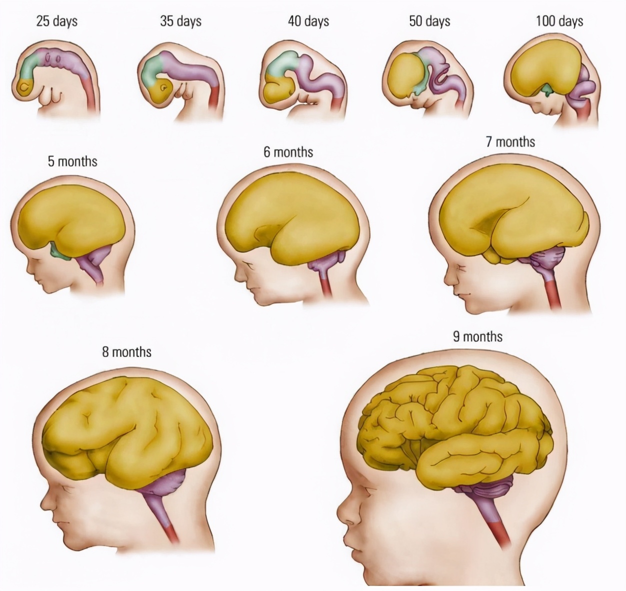 胎儿大脑发育的关键月份及其影响