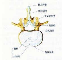 髓核一般六个月内吸收，过程与影响