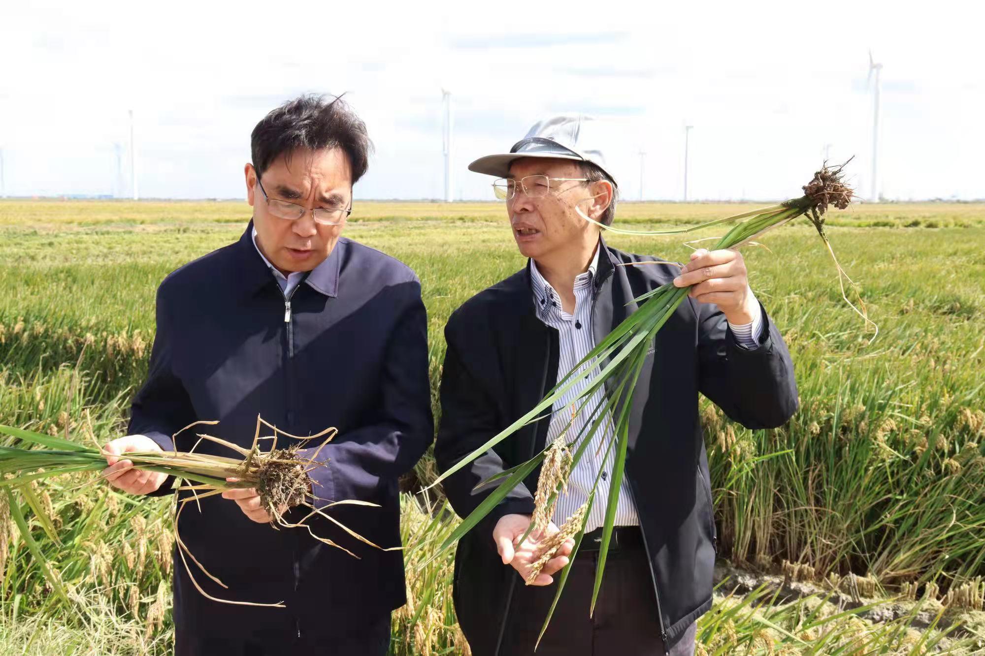 广东省盐碱地招标，开启新篇章，推动可持续发展