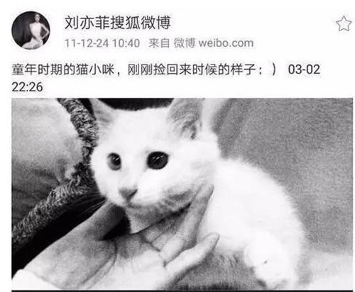 江苏科技大学流浪猫救助行动，温暖校园角落的爱心之举