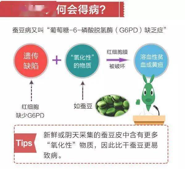 蚕豆病在广东省的流行状况及其防治策略