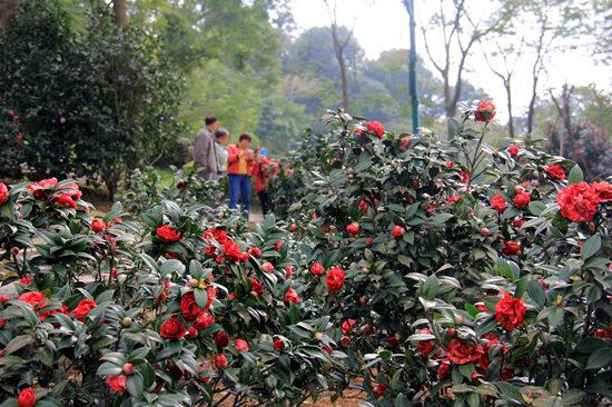 广东省茶花小苗出售信息详解