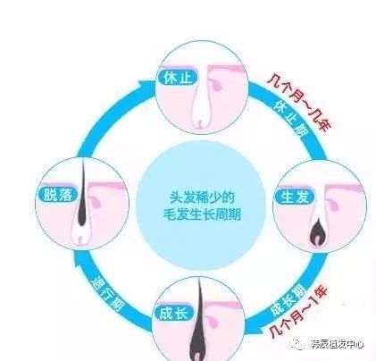 半个月头发能长多长？探究头发生长周期与影响因素