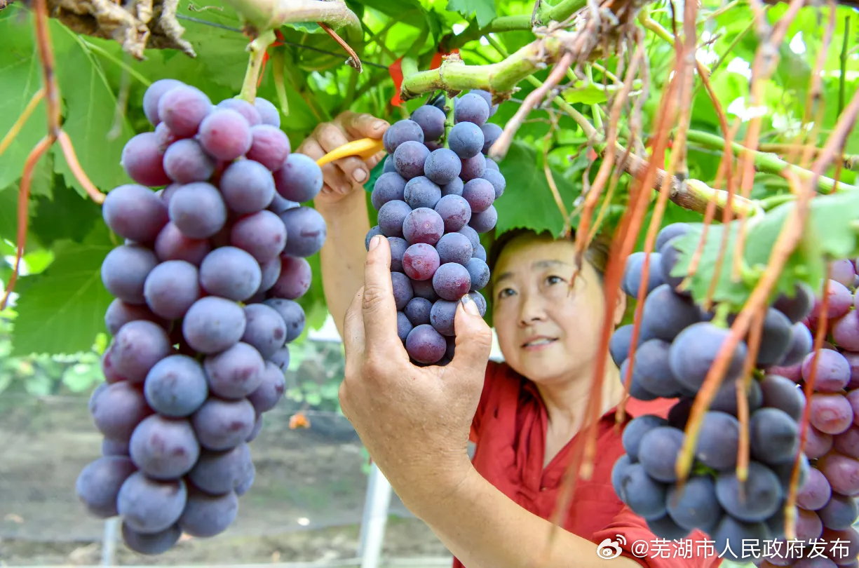 芜湖最新葡萄，美味与健康的完美结合