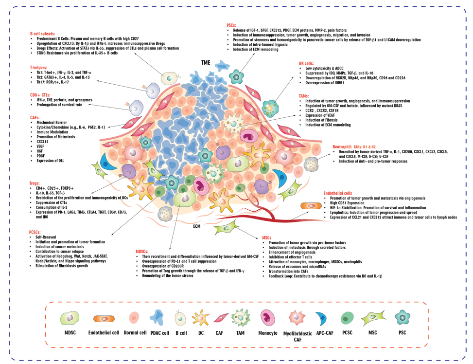 最新免疫地图，探索免疫系统的奥秘与未来应用前景