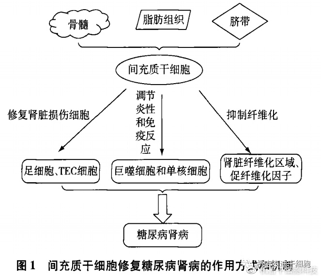 干细胞肾最新研究进展及其应用前景