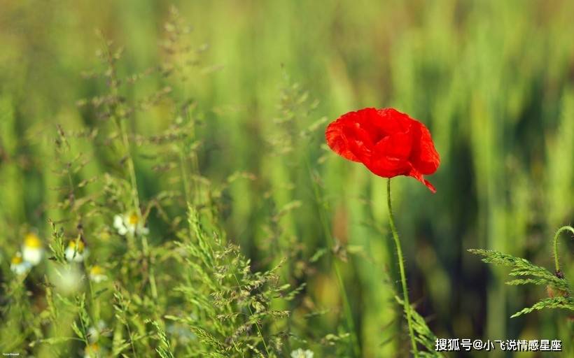 艳阳高照暖大地，阳春三月红花开，四海一家同蓝天。是代表什么生肖猜准确动物动物|讲解词语解释释义