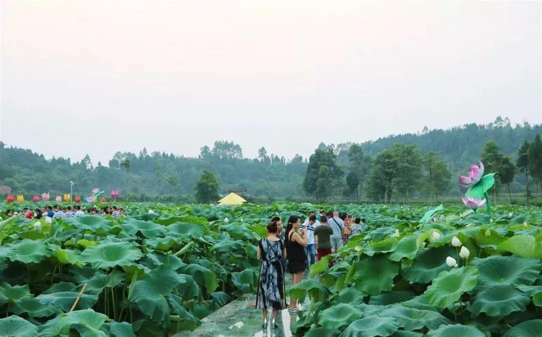 婷婷荷花鱼戏水，二单七双乱弹琴打一个生肖|澳门释义成语解释