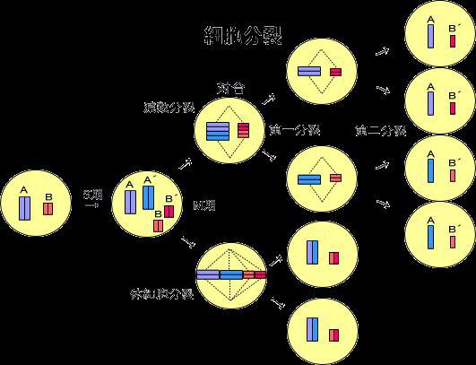 蓝红绝对中,猜红绿波色打一生肖|科学释义解释落实