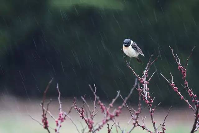 阴雨连日气温降，出门记得加衣裳。打一精准生肖动物|科学释义解释落实