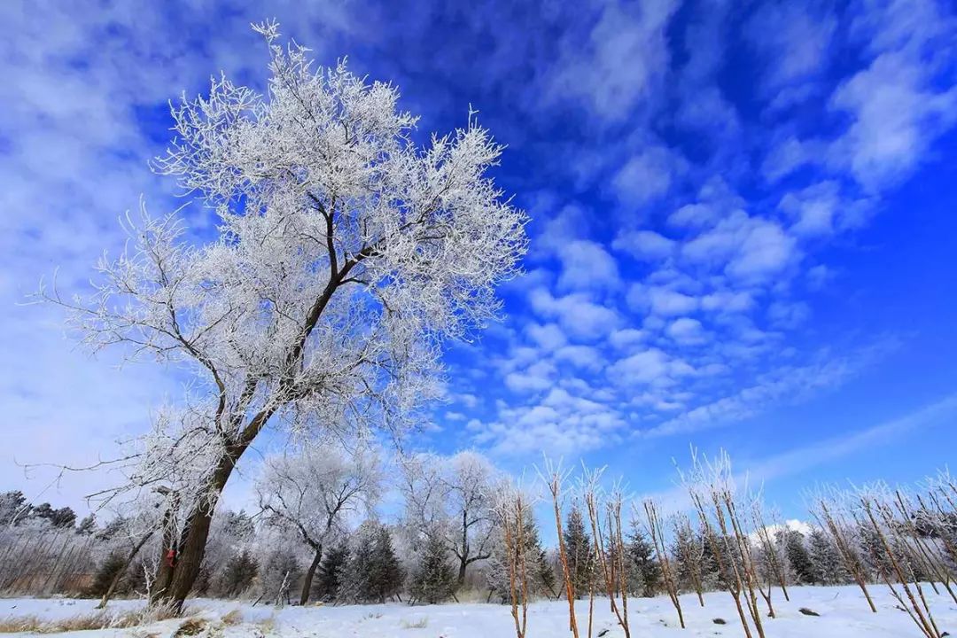 大雪飘飞白一片北国风光天蓝蓝是什么生肖|精选解释解析落实