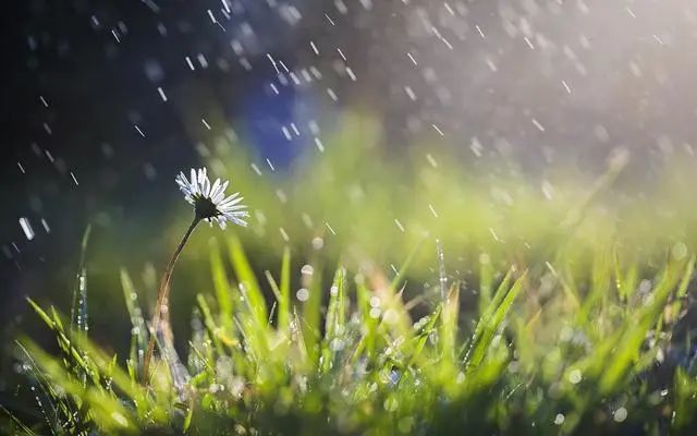 梅雨时节三月春，枝上红花四处飞|全面释义解释落实