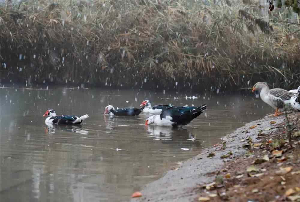 雪絮飘池點缘漪，舞風遊漾燕交飛猜一生肖