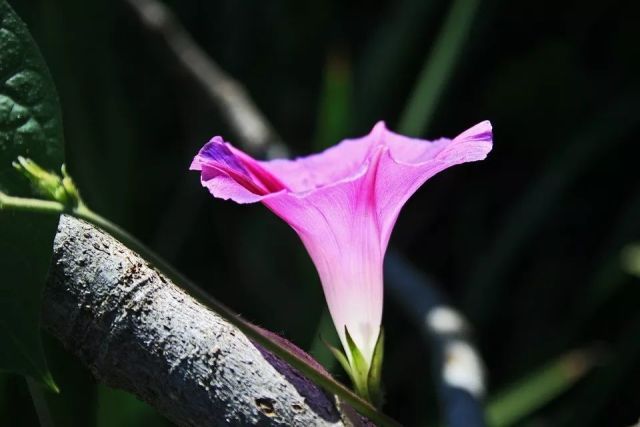 群芳争妍五更天，百花吐艷化雲烟是代表什么生肖猜准确动物|移动解释解析落实