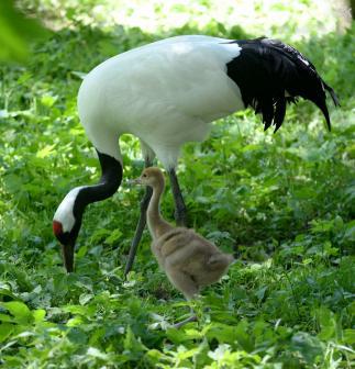 向陽花開浸水潤，仰天鳥飛透籠牢是代表什么生肖猜准确动物|全面释义解释落实