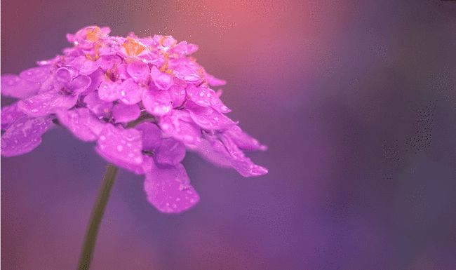 一语中特：纹风不动是指什么生肖|全面贯彻解释落实