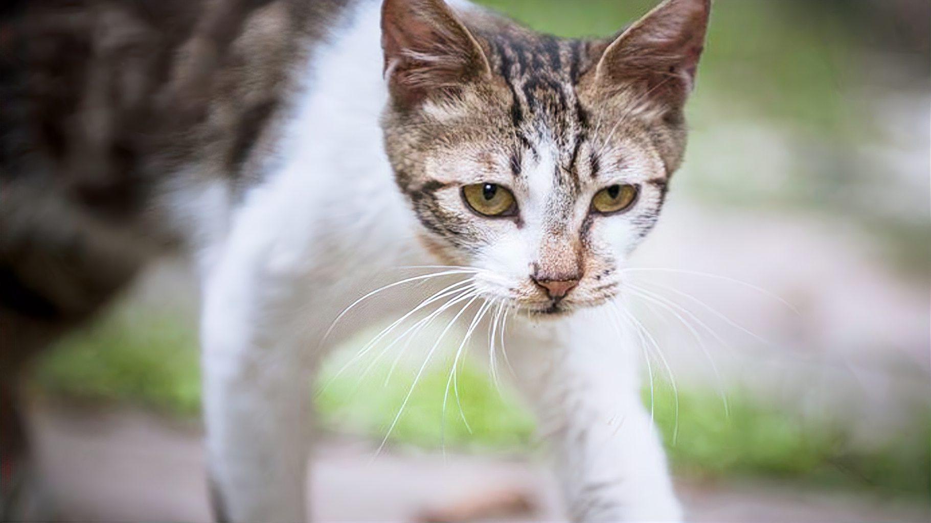 猫咪57最新