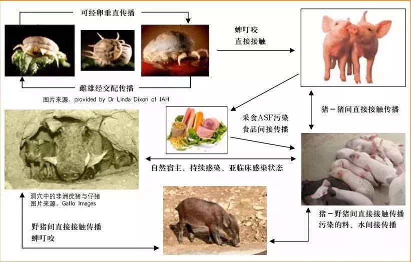 最新瘟情状况