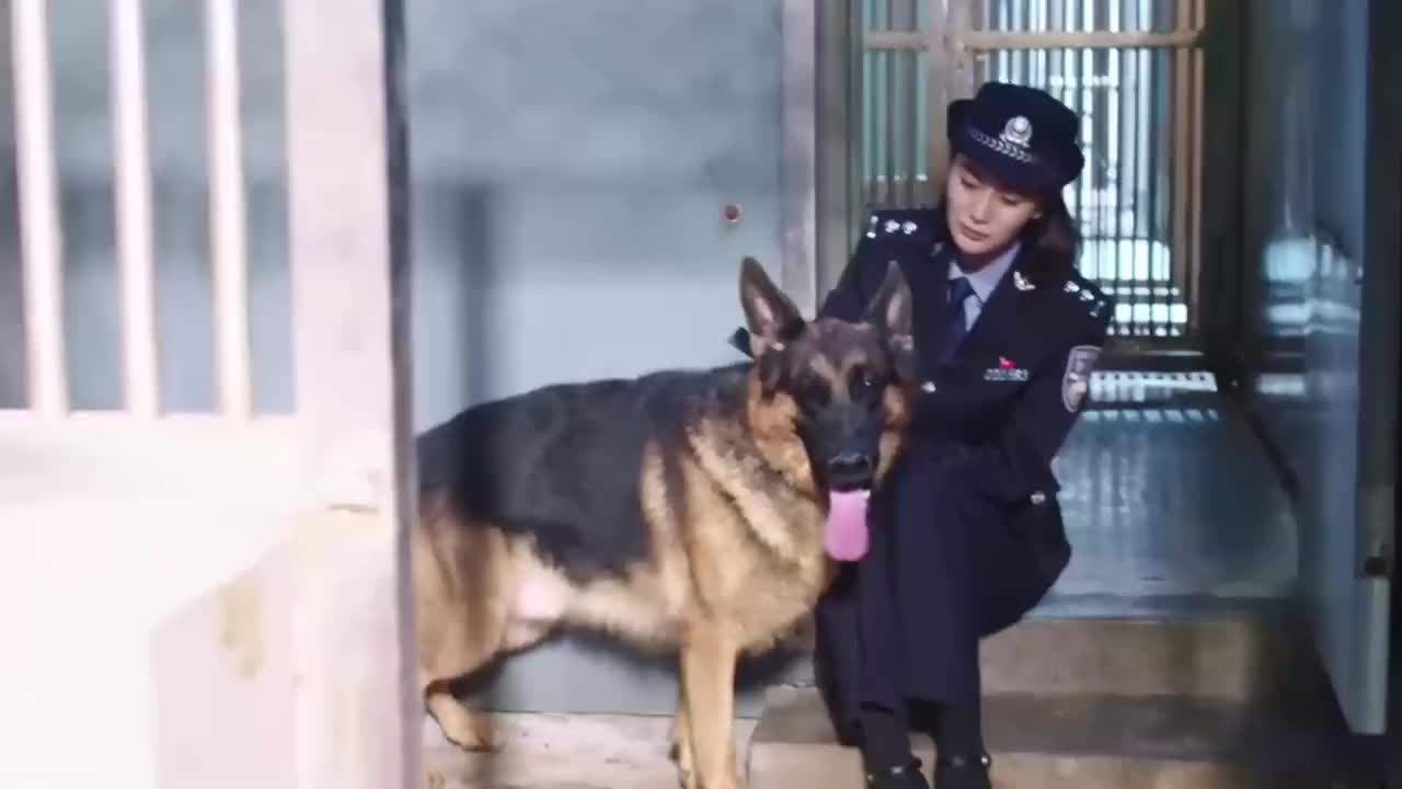 警犬安然最新