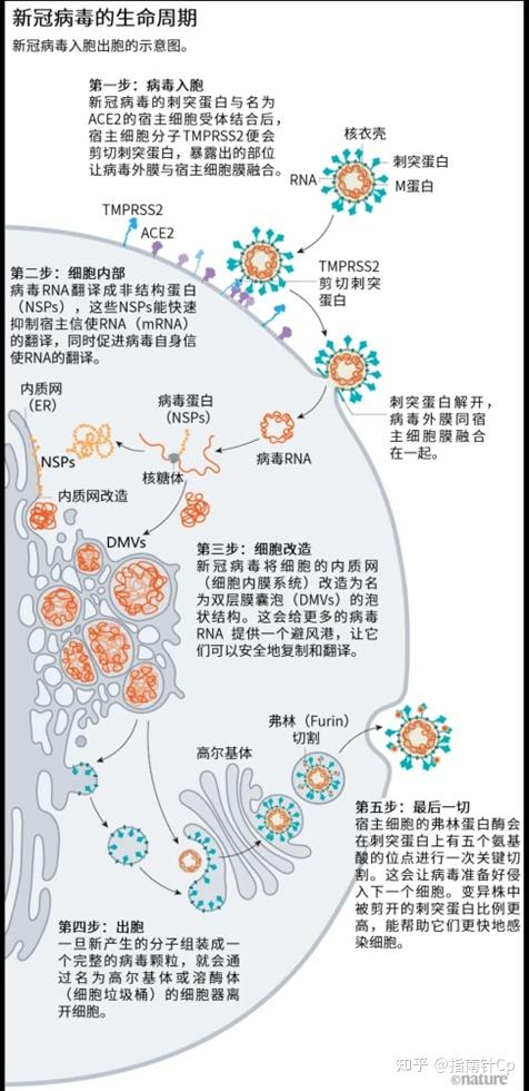 最新冠病毒起源