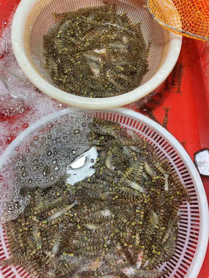 今天虾最新价格