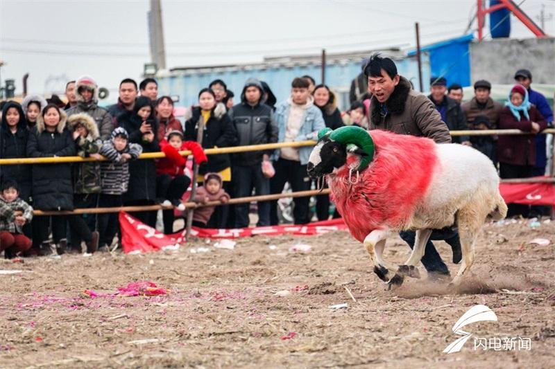 最新斗羊大赛